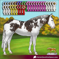 Horse Color:White Spotted Silver Brown Sabino Splash 