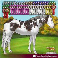 Horse Color:White Spotted Silver Brown Sabino Splash 