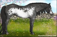 Horse Color:Liver Chestnut Frame 