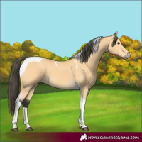 Horse Color:Buckskin Tobiano 