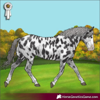 Horse Color:Smoky Black Sabino Appaloosa 
