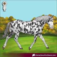 Horse Color:Smoky Black Sabino Near Leopard 