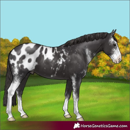 Horse Color:Smoky Black Sabino Appaloosa 