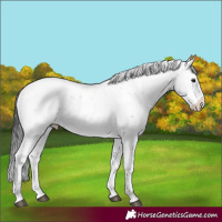 Horse Color:Brown Sabino 