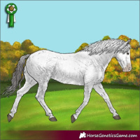 Horse Color:Brown Sabino Near Leopard