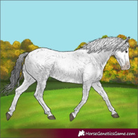Horse Color:Brown Sabino Rabicano 