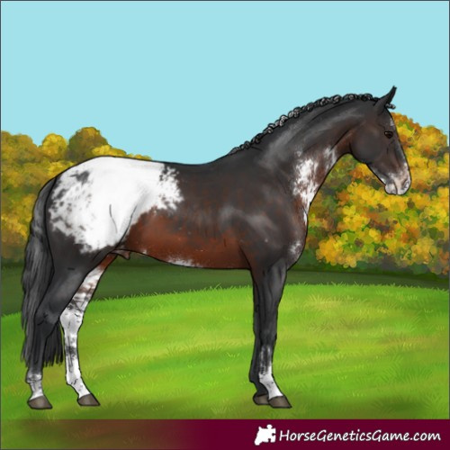 Horse Color:Brown Sabino Appaloosa 