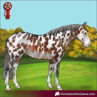 Horse Color:Brown Sabino Appaloosa 