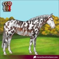 Horse Color:Brown Sabino Near Leopard 