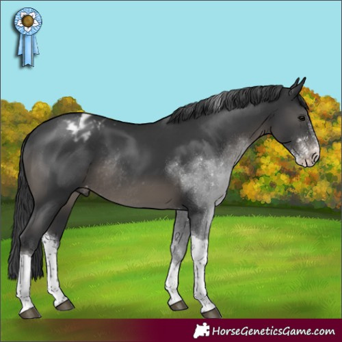Horse Color:Black Sabino Tobiano Appaloosa Rabicano 