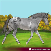 Horse Color:Smoky Black Tobiano Varnish Rabicano 