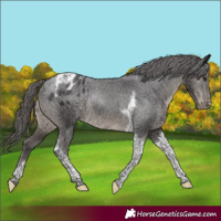 Horse Color:Smoky Black Tobiano Appaloosa Rabicano 