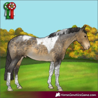 Horse Color:Buckskin Tobiano Appaloosa Rabicano 