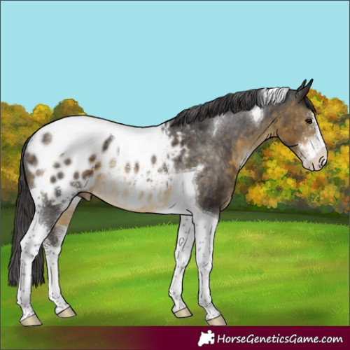 Horse Color:Buckskin Sabino Tobiano Appaloosa Rabicano