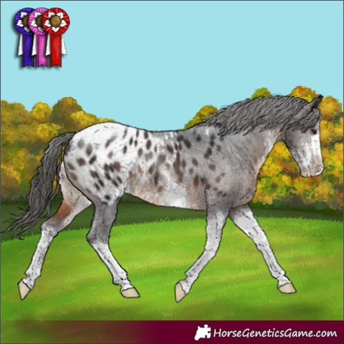 Horse Color:Brown Sabino Tobiano Appaloosa Rabicano 