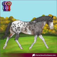 Horse Color:Brown Sabino Tobiano Appaloosa Rabicano 