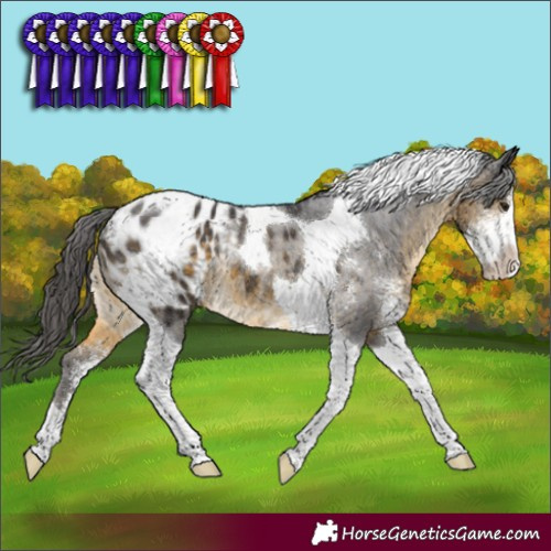Horse Color:Buckskin Sabino Tobiano Blanket Rabicano 