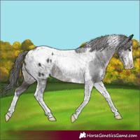 Horse Color:Smoky Black Sabino Tobiano Appaloosa Rabicano 