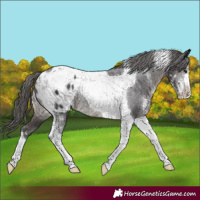 Horse Color:Smoky Black Sabino Tobiano Appaloosa Rabicano 