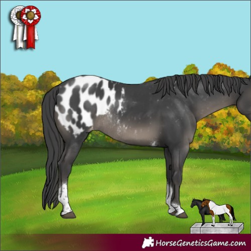 Horse Color:Black Tobiano Appaloosa Rabicano 