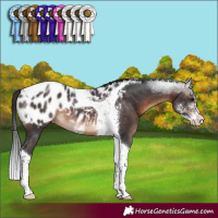 Horse Color:Brown Sabino Tobiano Blanket Rabicano 