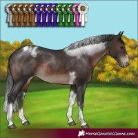 Horse Color:Brown Sabino Tobiano Appaloosa Rabicano 