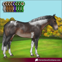 Horse Color:Brown Sabino Tobiano Appaloosa Rabicano 