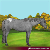 Horse Color:Black Appaloosa Rabicano 