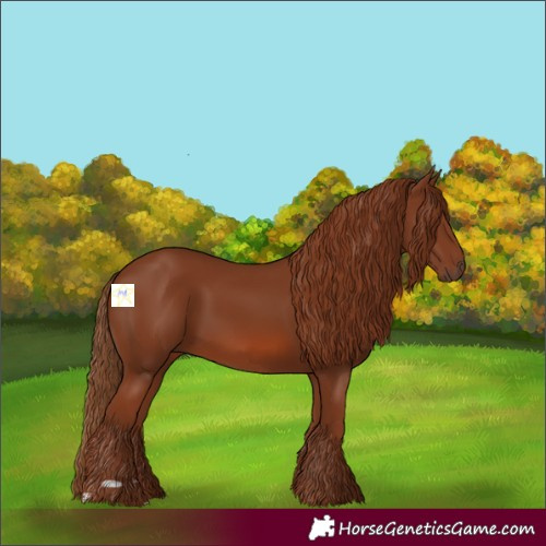 Horse Color:Chestnut 