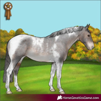 Horse Color:Brown Tobiano Varnish Rabicano