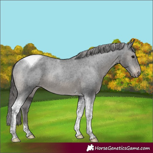 Horse Color:Black Tobiano Varnish Rabicano 