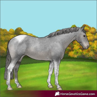 Horse Color:Black Tobiano Varnish Rabicano 
