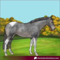 Horse Color:Black Tobiano Appaloosa Rabicano