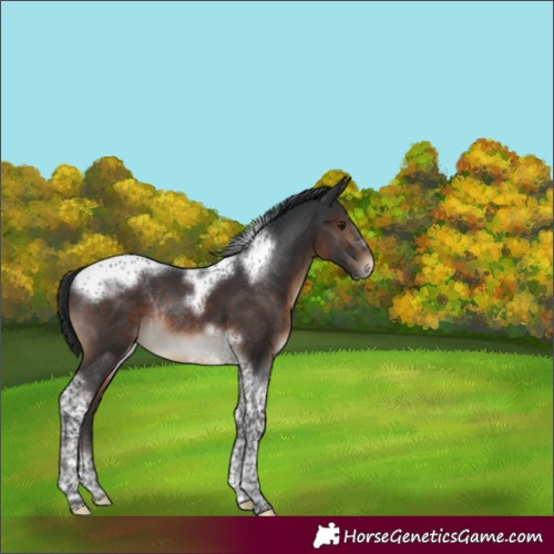 Horse Color:Brown Tobiano Frame Appaloosa Rabicano 
