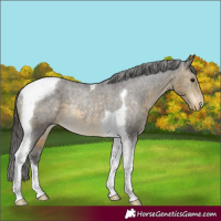 Horse Color:Buckskin Tobiano Varnish Rabicano