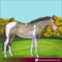 Horse Color:Buckskin Tobiano Appaloosa Rabicano 