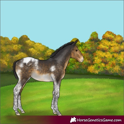 Horse Color:Buckskin Tobiano Frame Appaloosa Rabicano 