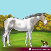 Horse Color:Buckskin Tobiano Frame Varnish Rabicano 