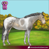 Horse Color:Buckskin Tobiano Frame Appaloosa Rabicano