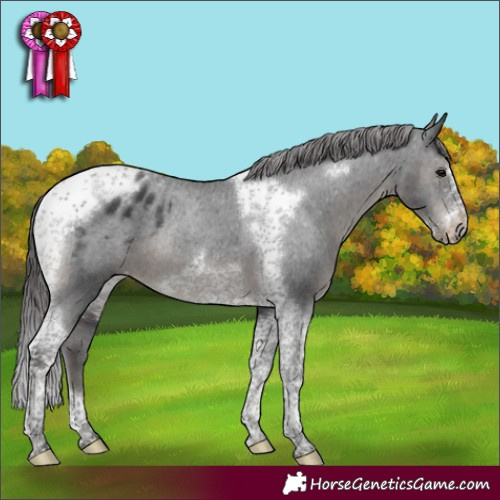 Horse Color:Black Tobiano Frame Appaloosa Rabicano 