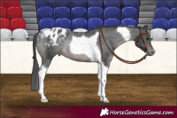 Horse Color:Black Tobiano Appaloosa Rabicano 