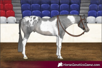 Horse Color:Black Tobiano Appaloosa Rabicano 