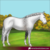 Horse Color:Gray Brown Sabino Rabicano 