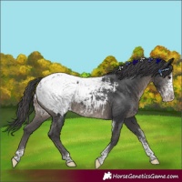 Horse Color:Black Sabino Tobiano Appaloosa Rabicano 