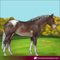 Horse Color:Silver Brown Sabino Tobiano Appaloosa Rabicano