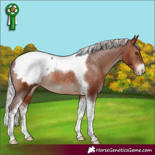 Horse Color:Silver Brown Sabino Tobiano Snowcap Rabicano 