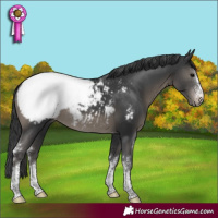 Horse Color:Black Sabino Tobiano Snowcap Rabicano 
