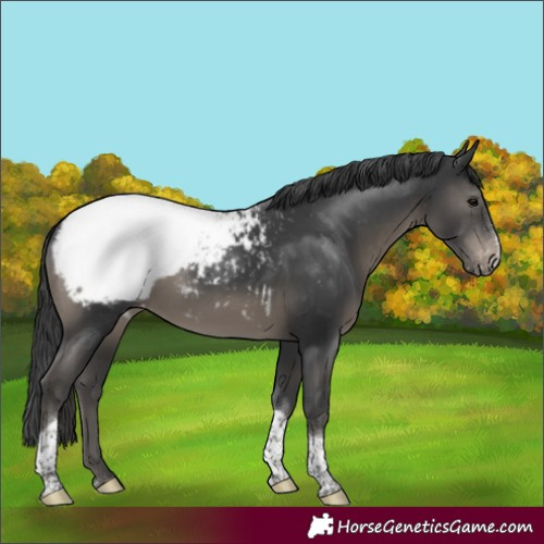 Horse Color:Black Sabino Tobiano Appaloosa Rabicano 