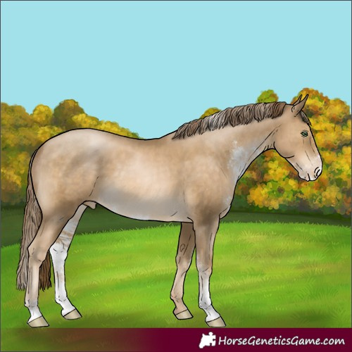 Horse Color:Smoky Black Pearl Sabino Appaloosa Rabicano 