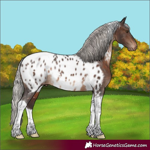 Horse Color:Silver Brown Tobiano Near Leopard Rabicano 